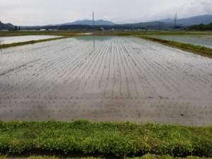 2018米づくり記録５～田植えスタート～