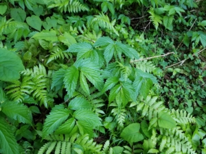 山菜紹介～みず～