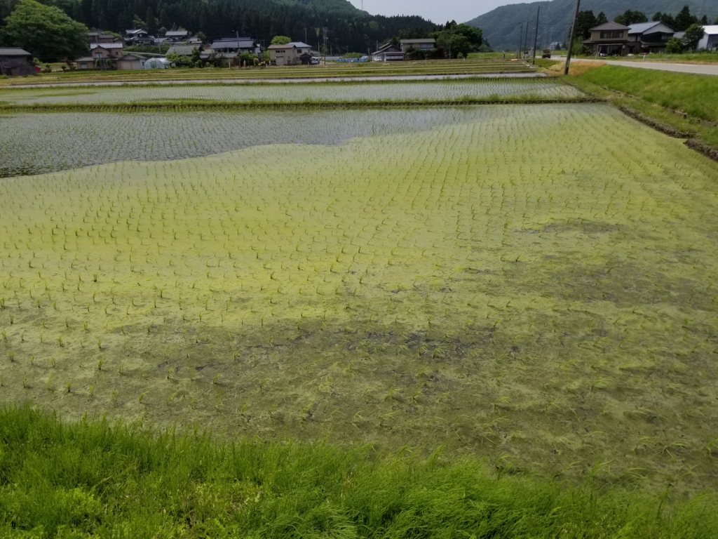 アオミドロ対策 無農薬で米作り 兼業農家の稲作ぶろぐ 猫ちぐらの村