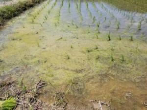 アオミドロ対策|無農薬で米作り