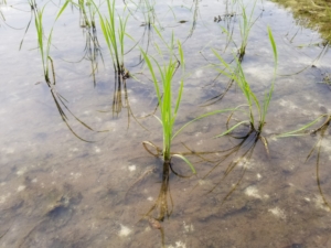 2018無農薬米づくり記録３～米ぬか除草法～