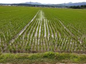 2018米づくり記録９