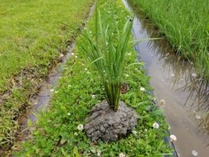 2018米づくり記録１０