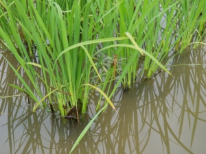 2018米づくり記録１１