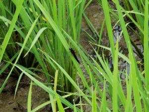 2018米づくり記録１２