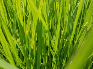 2018米づくり記録１６～出穂～