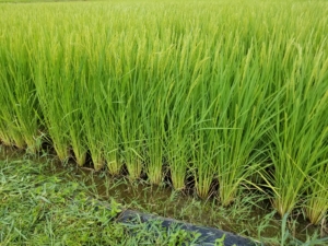 2018米づくり記録１７～カメムシ防除～