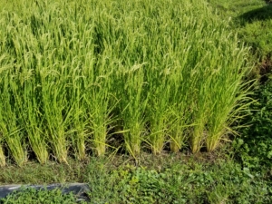 2018米づくり記録１８