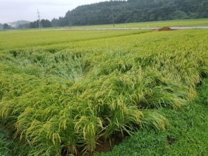 2018米づくり記録１９～倒伏～