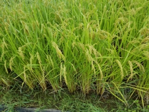 2018米づくり記録２０