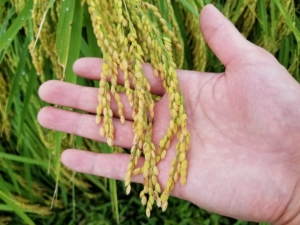 2018米づくり記録２１