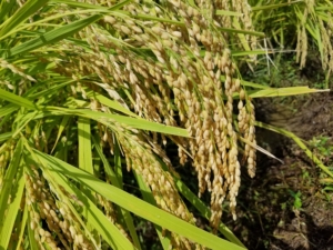 2018米づくり記録２２