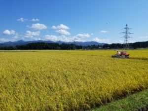 2018年産の主食用米の収穫量と作況指数が確定しました【12月10日付】