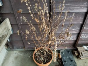 植木鉢、プランターを処分方法は？廃棄が楽なおすすめプランターを紹介します