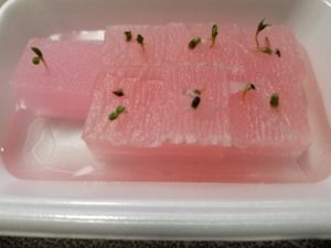 水耕栽培の始め方～レタスの種まき～