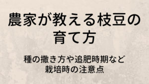 農家が教える枝豆の育て方｜種の撒き方や追肥時期など栽培時の注意点