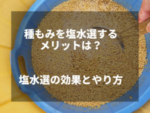 種もみを塩水選するメリットは？塩水選の効果とやり方を紹介します
