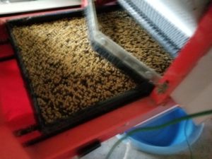 稲作における種まきのやり方を紹介します｜水稲の種もみ播種『すずまき』とは