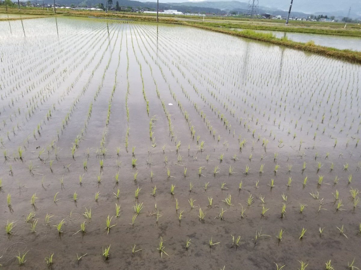 除草剤 米ぬか散布 19米づくり記録6 兼業農家の稲作ぶろぐ 猫ちぐらの村