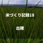 田んぼのカメムシ対策｜2019米づくり記録19