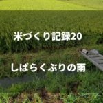 雑草との闘い｜2019米づくり記録21