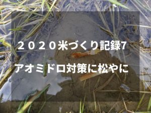 アオミドロ対策に松やに｜2020米づくり記録7