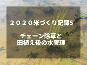 チェーン除草と田植え後の水管理｜2020米づくり記録5
