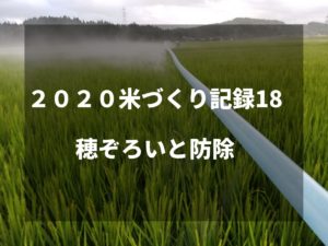 穂ぞろいと防除｜2020米づくり記録18
