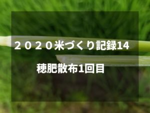 穂肥散布1回目｜2020米づくり記録14
