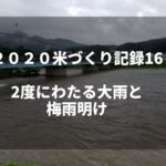 2度にわたる大雨と梅雨明け｜2020米づくり記録16