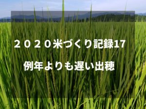 例年よりも遅い出穂｜2020米づくり記録17