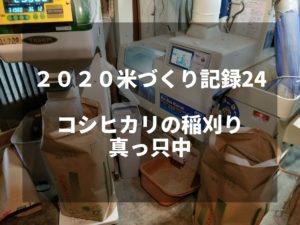 コシヒカリの稲刈り真っ只中｜2020米づくり記録24