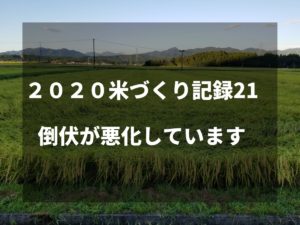 倒伏が悪化しています｜2020米づくり記録21