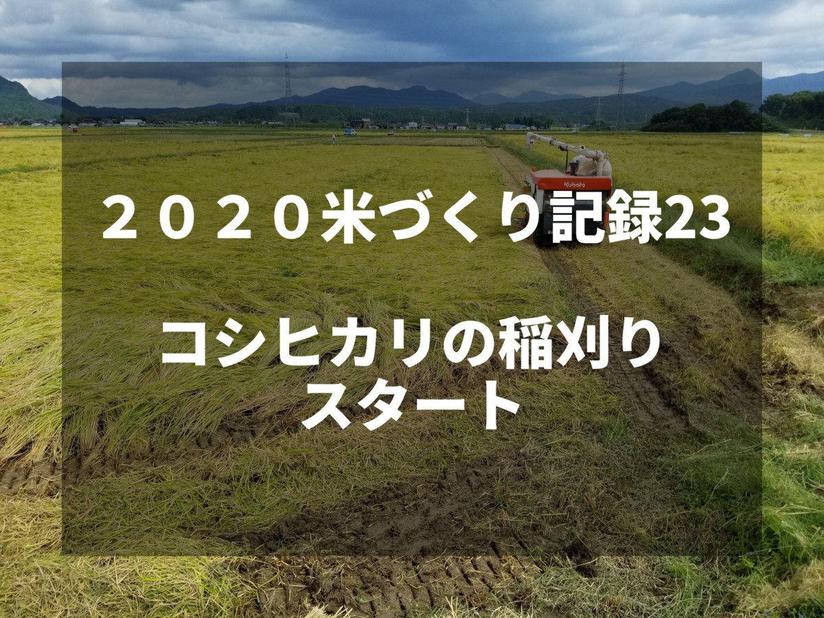 コシヒカリの稲刈りスタート｜2020米づくり記録23