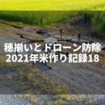 雨続きの出穂期｜2021米作り記録19