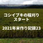 コシヒカリの稲刈りスタート｜2021米作り記録24