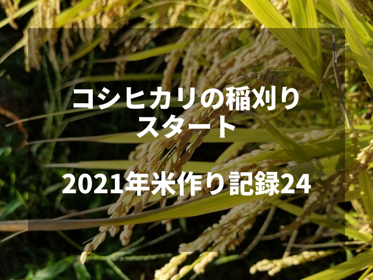 コシヒカリの稲刈りスタート｜2021米作り記録24
